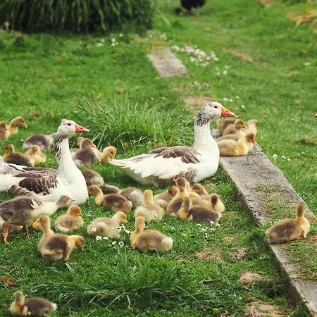 Du Coq A La Ferme De Franqueville *