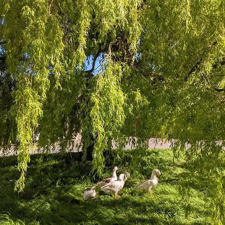 Du Coq A La Ferme De Franqueville * Sainte-Marie-du-Mont (Manche)